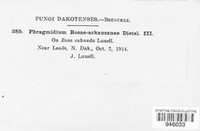 Phragmidium rosae-arkansanae image